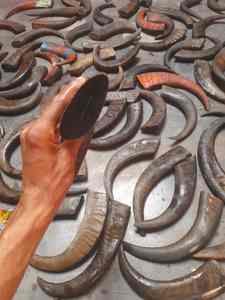 Puntas de Cuerno de Búfalo Natural de Alta Calidad, Crudas, Blancas y Marrones, Ecológicas, Hechas a Mano, Decoración Moderna de Estilo Animal, Navidad - Product Image 3