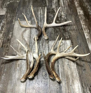 Astas de ciervo rojo de Caseta natural, ideales para suplementos de salud y decoración - Product Image 5