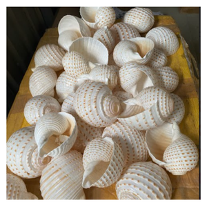 Eco Friendly Turbo Burgess coquillages naturels pour le mariage et l'événement de style - Product Image 3