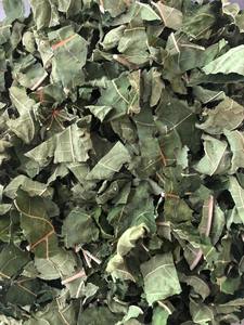 Les feuilles de papaye sont souvent transformées en extraits utilisés pour la production de boissons alimentaires et les industries de boissons fonctionnelles - Product Image 3