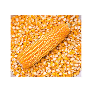 Maïs jaune disponible en vrac pour les industries alimentaires et agroalimentaires mondiales - Product Image 3