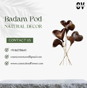 Fleur séchée cosmique populaire, qualité supérieure, classique, élégante, gousses de badam, biologique, écologique, bricolage, décoration de mariage, maison, événement romantique - Product Image 3