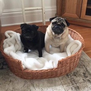 Many Size Natural Material Rattan <b>Dog</b> Bed Large <b>Dog</b> Basket with Animal Pattern Pet Bed and House Decoration - Product Image 1
