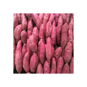 Herkunft Typ Günstiger Preis für frische Kartoffeln Bio frische Süßkartoffeln Frische Kartoffel Preis pro Tonne