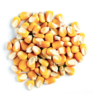 Maïs jaune et blanc biologique/maïs pour l'alimentation humaine et animale Maïs sucré sans OGM séché pour la consommation humaine