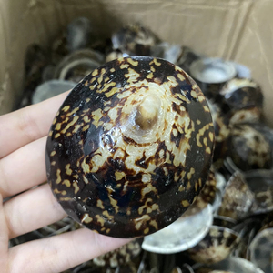 เปลือกหอยธรรมชาติเปลือกหอย limpet SHELL เวียดนามงานฝีมือคุณภาพสูงขายส่งขายส่ง - Product Image 1