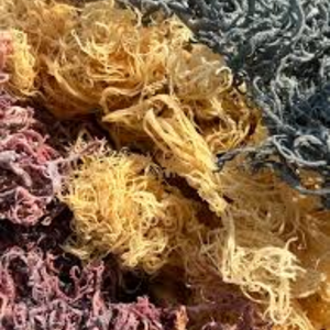 PRECIO BARATO INCREÍBLES BENEFICIOS DE SEAMOSS CARRAGEEN MOSS PARA BEBIDA DE MUSGO DE MAR EMBALAJE DE ETIQUETAS PRIVADAS GRATIS A PETICIÓN - Product Image 6