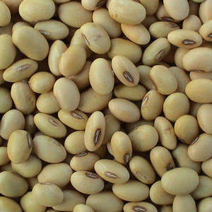 Organic Whole <b>Soybeans</b> for Sale - Product Image 1