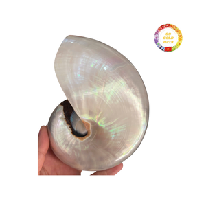 เปลือกหอยหอยโข่งธรรมชาติคุณภาพสูงสำหรับงานศิลปะและของตกแต่งบ้านส่งตรงจากเวียดนาม - Product Image 1