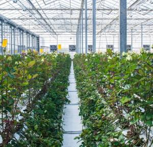 Bolsas de cultivo de coco naturales fabricadas en fábrica, ideales para agricultura, invernadero, granjas hidropónicas a la venta a un precio bajo - Product Image 4