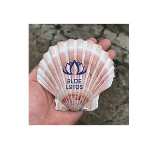 osster-conchas de conchas musculares, gran cantidad disponible - Product Image 3