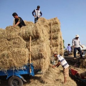 Heno de paja de trigo de alta calidad-Heno de trigo-Paja de arroz de Brasil - Product Image 4