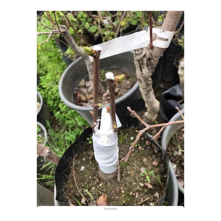 Grafting Tape 1 kg for Big Tree