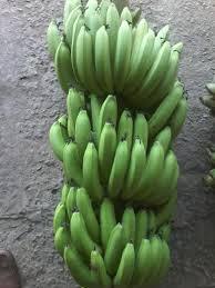 Fournisseur de bananes Cavendish fraîches de qualité supérieure au Vietnam - Product Image 2