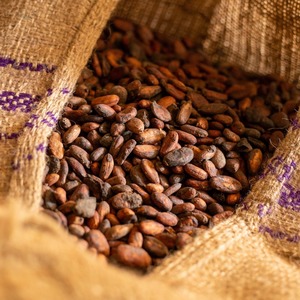 Grano de cacao fresco de calidad superior a granel disponible para la venta directa de fábrica con precios competitivos - Product Image 4