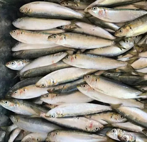 Sardines entières fraîches congelées de qualité supérieure, faibles en gras, grade A, 70 pièces, poisson appât, carton de 10 kg, disponible dès maintenant en stock - Product Image 5