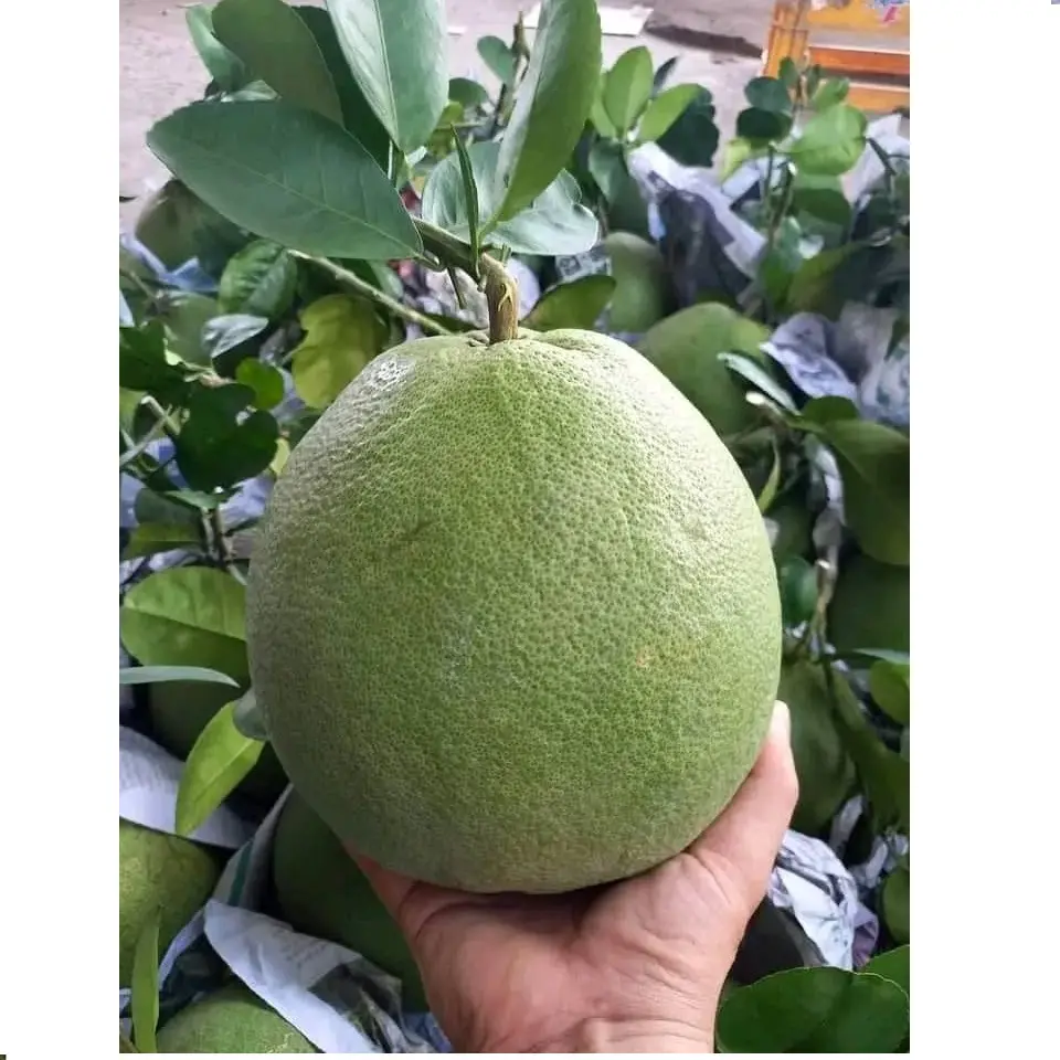 Best Deal For Sweet Fresh Green Skin Pink Flesh Pomelo 100% Natural Export From Vietnam High Quality To EU, US