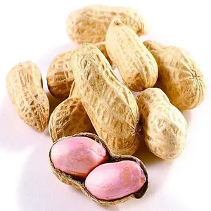 Preço de fábrica Atacado Sheller Raw Kernel Peanuts Embalagem Seco Sem Shell Bulk Peanut Nuts Baixo Preço