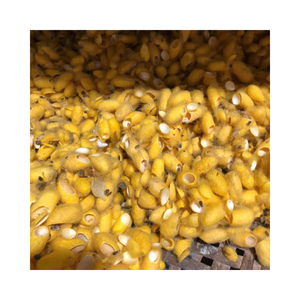 Capullos de Seda Amarilla a Granel de Alta Calidad |   Para Devanado de Seda |   Suministros para Manualidades y Decoración - Product Image 1