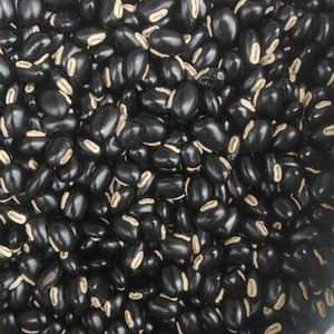 Extracto Herbal de Mucuna Pruriens Silvestre 80% Especificación Todas las Estaciones - Product Image 2