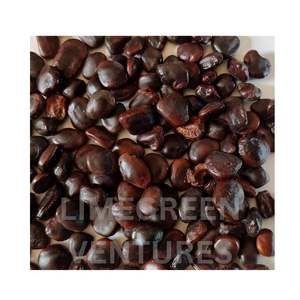 Tamarindus Indica Seeds Imli Seeds Indian Herbal Bulk Export Supplier Healthy Nutritional Brown and White Tamarind Kenal - Product Image 5