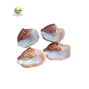 Conchas de Strombus Sinuatus Naturales Pulimentadas al por Mayor, Conchas Marinas Sinuosas Reales para Decoración del Hogar, Manualidades, Diseño de Acuarios - Product Image 5