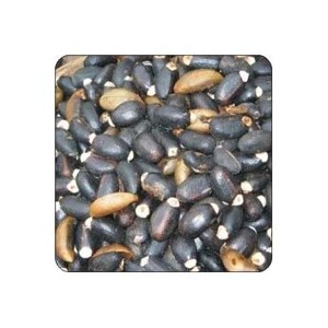 Wholesale Price Jatropha Seeds Available for Sale at Low Price - Product Image 3