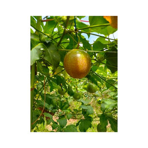 เสาวรสสำหรับซูเปอร์มาร์เก็ตและร้านค้าปลีกผลไม้ออร์แกนิก - Product Image 3