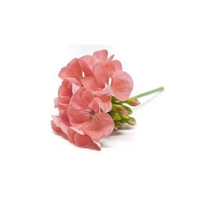 OEM personnalisé 10ml par bouteille huiles essentielles de géranium entièrement naturelles pour le massage du visage et du corps, aromathérapie - Product Image 1