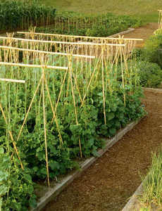 Estacas de bambú natural/Estacas de bambú para plantas/Estacas de jardín de bambú Buen precio por ECO2GO VIETNAM - Product Image 3