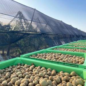 Kiwi biologique de qualité supérieure 100% frais Variété Hayward de classe I Haute teneur en Brix 9,5+ Grade d'exportation Mûr Vente en gros - Product Image 4