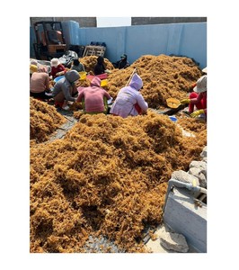 Dried Sea Moss Dried Eucheuma Cottonii <b>Seaweed</b> Sea Moss Cottonii Dried Chondrus Crispus No Salt Moss Wildcrafted From 99GD - Product Image 1