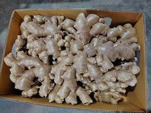 รากขิงแช่แข็งแบบพรีเมี่ยม/เพิ่มภูมิคุ้มกัน/ฉลากสะอาด/อุดมไปด้วยสารต้านอนุมูลอิสระ - Product Image 6