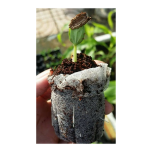 Meilleure qualité pour la culture de granulés de tourbe de coco en fibre de coco écologiques pour la décoration de jardin de jardinière au Vietnam prêt à vendre - Product Image 5