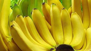 Best Wholesale <b>Fresh</b> Cavendish <b>Banana</b> <b>Fresh</b> <b>Banana</b> From <b>Banana</b> Export Company From EU at the Best Market Prices - Product Image 4