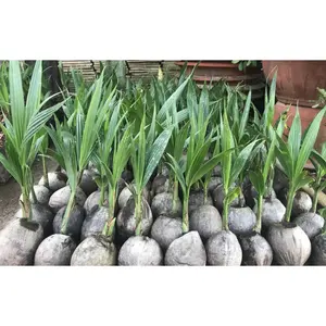 Cheap price for export high quality Coconut tree for farm