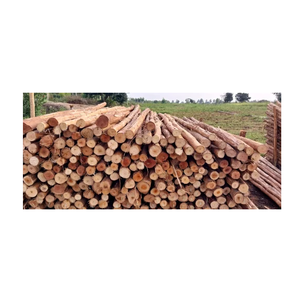Eucalyptus Timber Round <b>Logs</b> – High Strength Wood for Construction, Roofing, and Structural Projects - Product Image 2