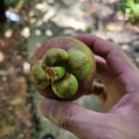 Biologische verse mangosteen uit Thailand - Queen Fruits, volle smaak, zoet, gezonde voordelen, kwaliteit Khey Taladthai, 1-2 weken houdbaarheid