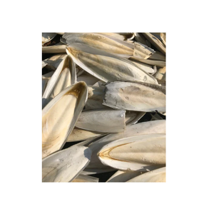 Prix de gros Os de seiche séchés Fourniture d'os de seiche séchés au soleil en vrac à partir de 99 données dorées - Product Image 1