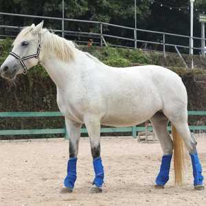 Mejor Calidad SMART SHINE ENTERPRISES PAKISTAN Fabricante 4 PCS Protectores de Tendones Personalizables para Caballos, Botas de Protección para Patas de Salto - Product Image 6