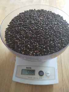 El proveedor vietnamita ofrece pimienta negra seca 550GL, pimientos blancos y negros agrietados, polvo de pimienta, semillas rotas, procesamiento de especias crudas - Product Image 5