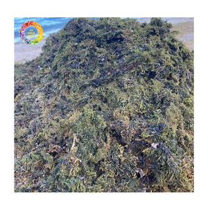 Poudre d'algues Sargassum et poudre d'algues vertes pour engrais, approvisionnement en vrac d'algues vertes pour les cultures, algues comestibles Sargassum - Product Image 6