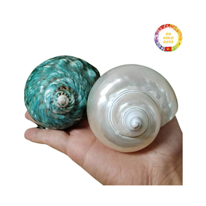 Concha Turbo perlada natural para jarrón de acuario de cangrejo ermitaño y suministro de decoración hecho a mano - Product Image 1