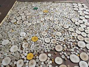 HOT SELLING Sustainable Pine <b>Slices</b> | Natural <b>Wood</b> Panels for Wall Paneling, Coasters, and Paintings - BLUE LOTUS VIETNAM - Product Image 6