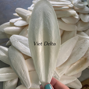 HUESO DE SEPPIA DE ALTA CALIDAD - LIMPIO, SECO Y CONFORME A ESTÁNDARES DE EXPORTACIÓN - Product Image 1