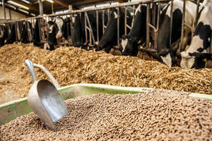 Vente en gros de vers de farine secs naturels pour aleurodes en vrac - Product Image 6