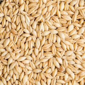 Semillas de Cebada Natural, Granos de Avena para Alimentación Animal, Repostería y Procesamiento de Alimentos en Venta - Product Image 1