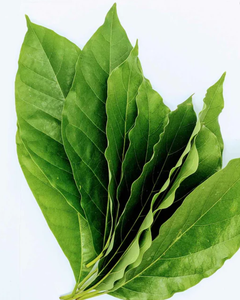 Fournisseur de thé aux herbes naturelles à base de feuilles d'avocat séchées de qualité supérieure - Product Image 1