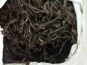 Palitos de hojas de gelatina de hierba seca orgánica ingrediente herbario tradicional para postre de gelatina negra casera y suministro de bebidas refrescantes - Product Image 3