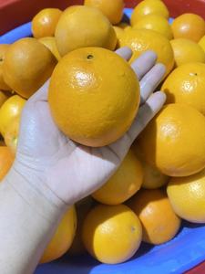 MEILLEUR VENDEUR Premium Vietnam tranche d'orange séchée tisane tranche entière riche en antioxydants écologique 2025 - Product Image 3